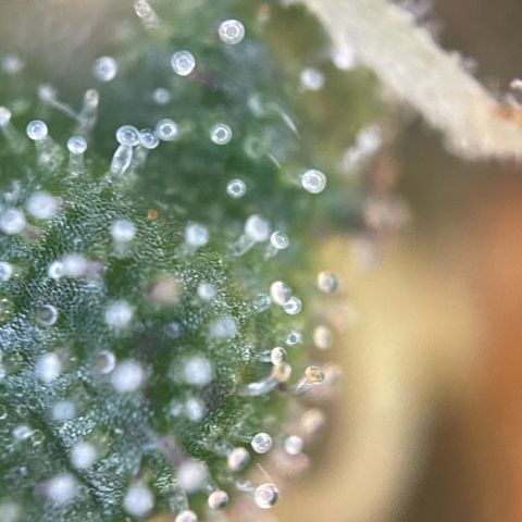 Permanent Marker by KilliczGe growlog timeline photo