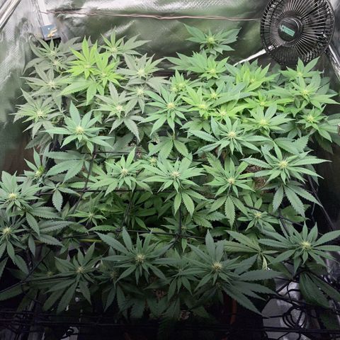 Dante’s Inferno - Mile High Dave by KilliczGe growlog timeline photo