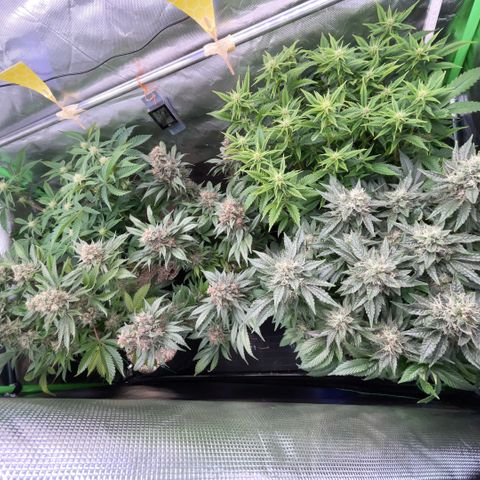 Purple Zkittlez #2 by KilliczGe growlog timeline photo