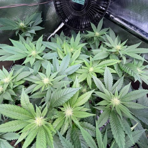 Big Bud 1 Klon 1 by KilliczGe growlog timeline photo