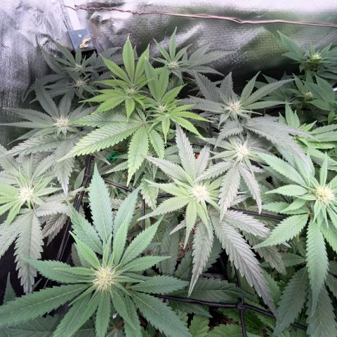 Dante’s Inferno - Mile High Dave by KilliczGe growlog timeline photo