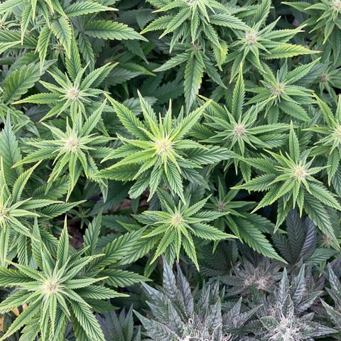 Tangerine Dream Clon #1 by KilliczGe growlog timeline photo