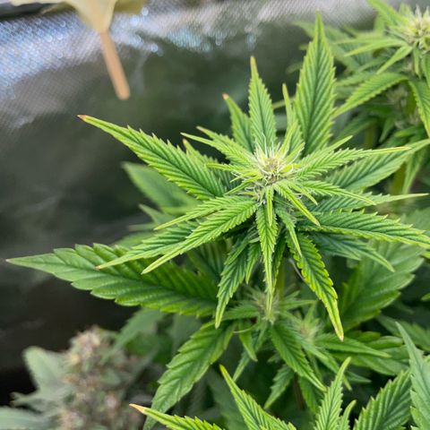 Tangerine Dream Clon #1 by KilliczGe growlog timeline photo