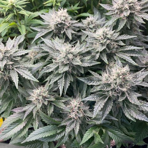 Big Bud by KilliczGe growlog timeline photo