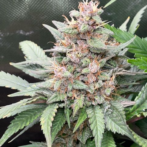 Permanent Marker by KilliczGe growlog timeline photo