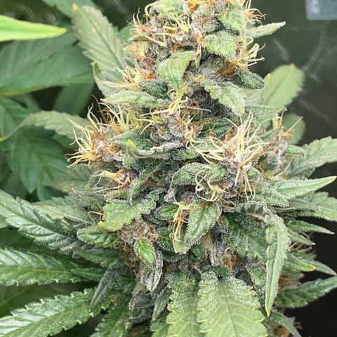 Permanent Marker by KilliczGe growlog timeline photo