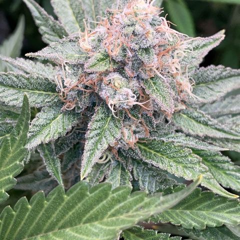 Purple Zkittlez #2 by KilliczGe growlog timeline photo