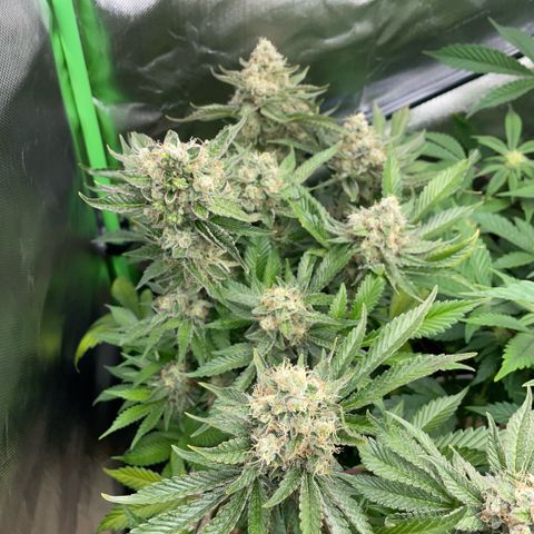 Purple Zkittlez #2 by KilliczGe growlog timeline photo