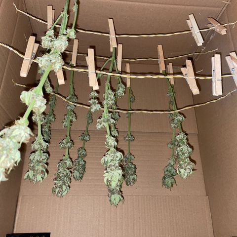 Purple Zkittlez #1 by KilliczGe growlog timeline photo