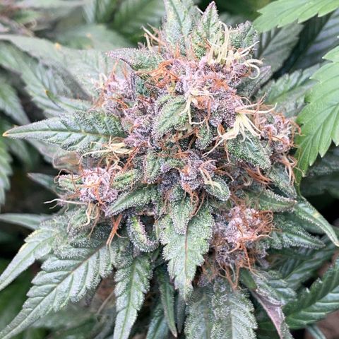 Permanent Marker by KilliczGe growlog timeline photo