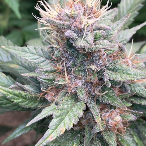 Permanent Marker by KilliczGe growlog timeline photo