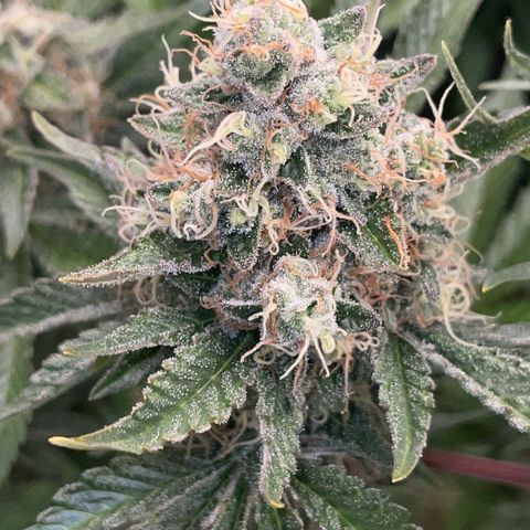 Purple Zkittlez #2 by KilliczGe growlog timeline photo