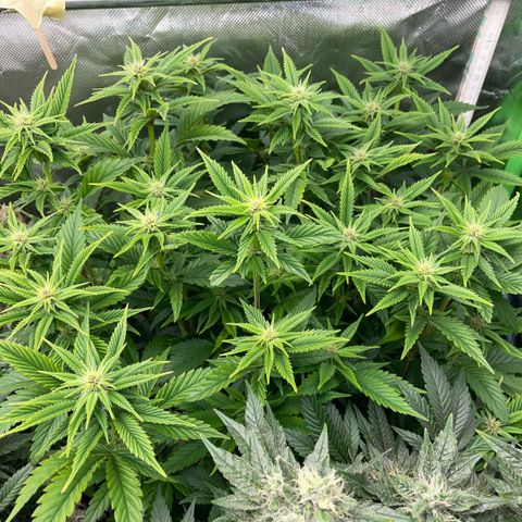 Tangerine Dream Clon #1 by KilliczGe growlog timeline photo