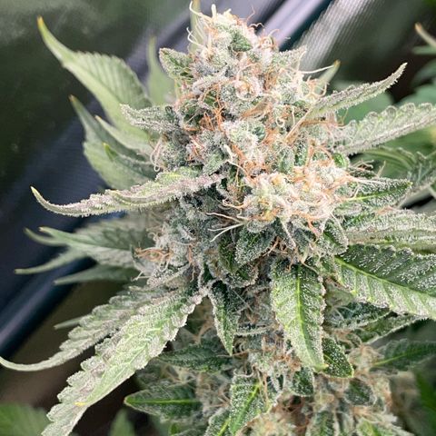 Purple Zkittlez #2 by KilliczGe growlog timeline photo