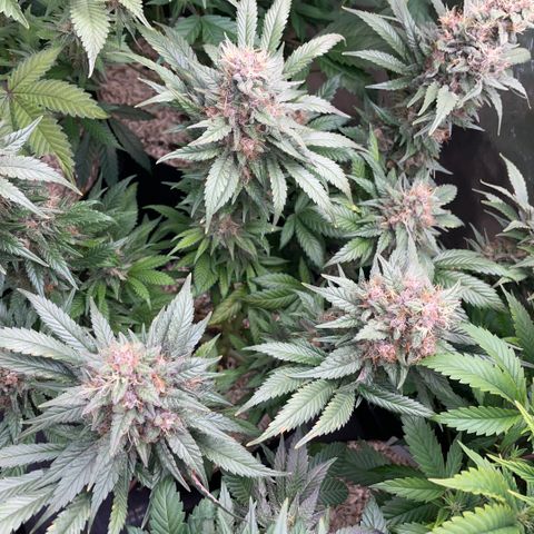 Permanent Marker by KilliczGe growlog timeline photo