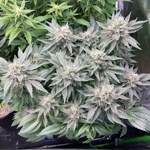 Big Bud by KilliczGe growlog timeline photo