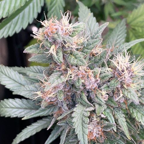 Permanent Marker by KilliczGe growlog timeline photo