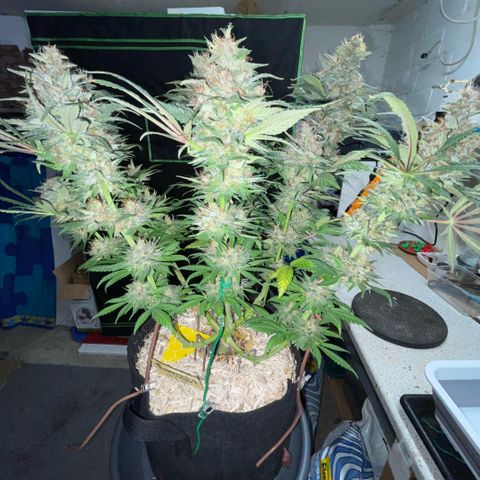 Permanent Marker by KilliczGe growlog timeline photo