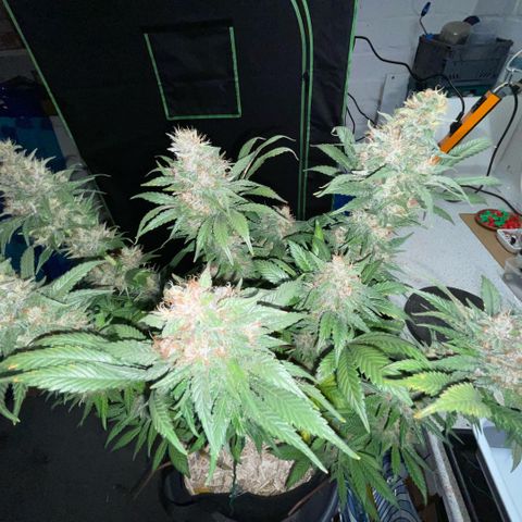 Permanent Marker by KilliczGe growlog timeline photo