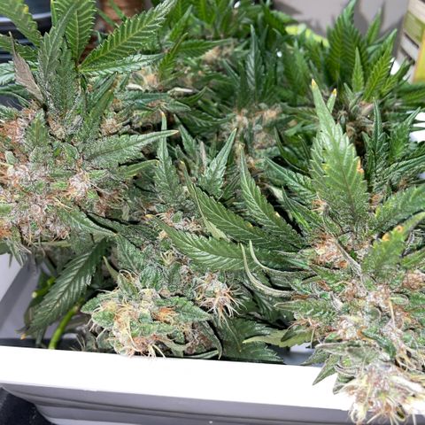 Permanent Marker by KilliczGe growlog timeline photo