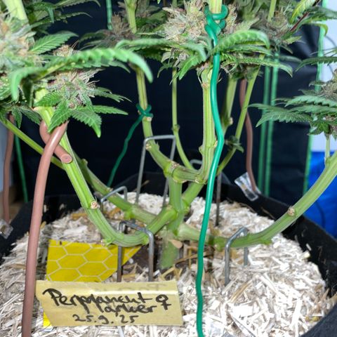 Permanent Marker by KilliczGe growlog timeline photo