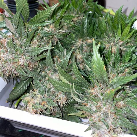 Permanent Marker by KilliczGe growlog timeline photo