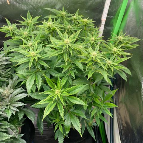 Tangerine Dream Clon #1 by KilliczGe growlog timeline photo