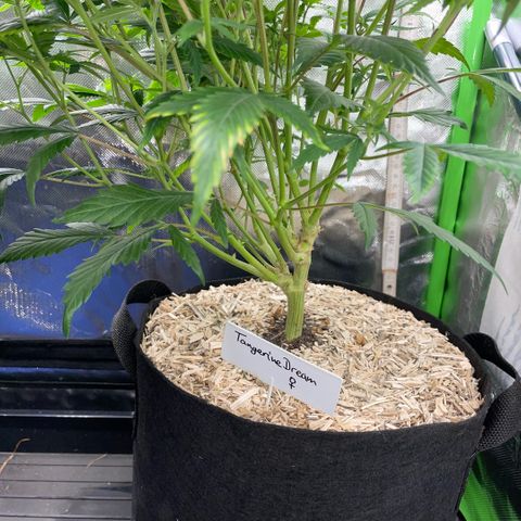 Tangerine Dream Clon #1 by KilliczGe growlog timeline photo