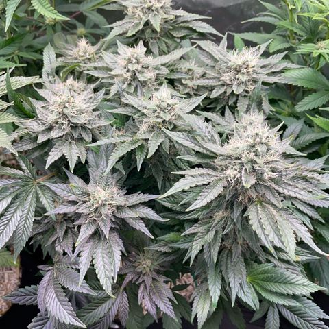 Big Bud by KilliczGe growlog timeline photo