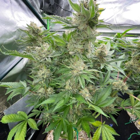 Purple Zkittlez #2 by KilliczGe growlog timeline photo