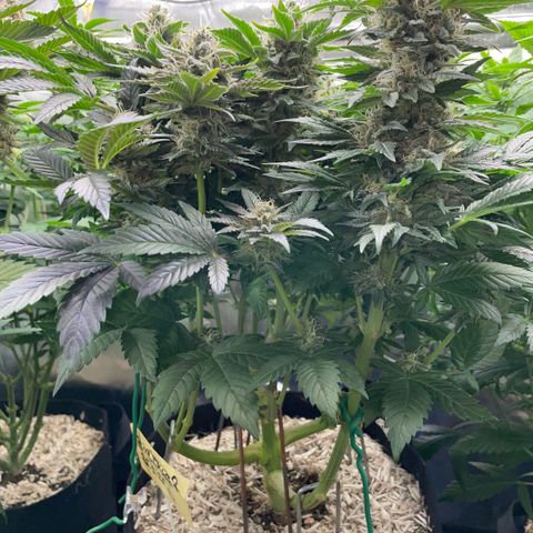 Big Bud by KilliczGe growlog timeline photo
