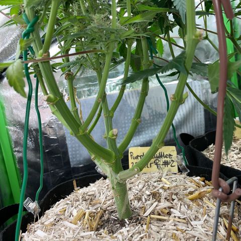 Purple Zkittlez #2 by KilliczGe growlog timeline photo