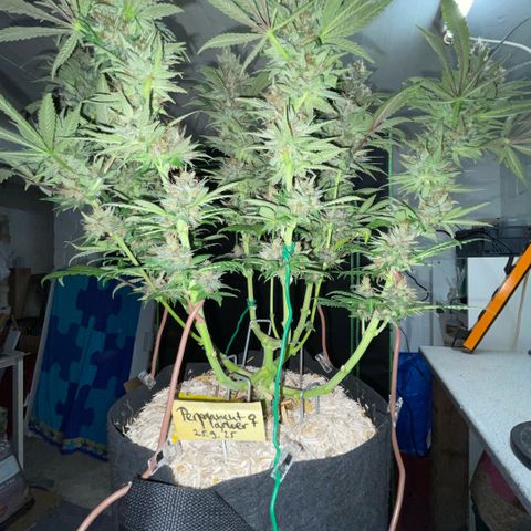 Permanent Marker by KilliczGe growlog timeline photo