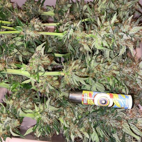 Permanent Marker by KilliczGe growlog timeline photo