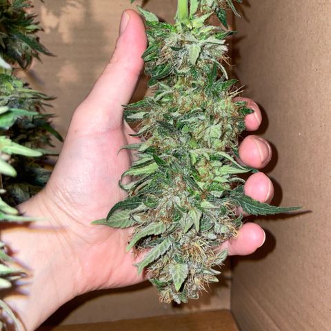 Permanent Marker by KilliczGe growlog timeline photo