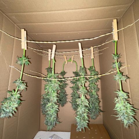 Permanent Marker by KilliczGe growlog timeline photo