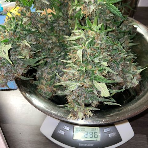 Permanent Marker by KilliczGe growlog timeline photo