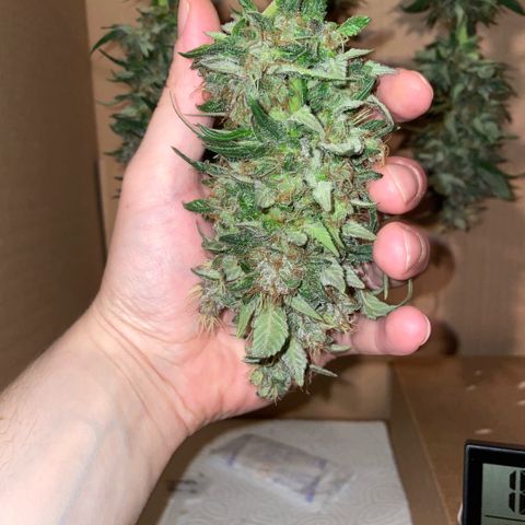 Permanent Marker by KilliczGe growlog timeline photo