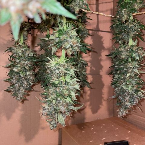 Permanent Marker by KilliczGe growlog timeline photo