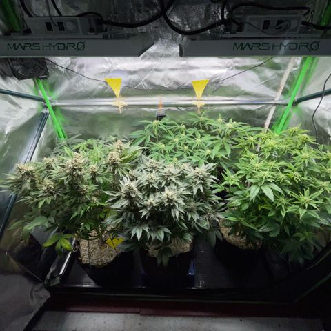 Purple Zkittlez #2 by KilliczGe growlog timeline photo