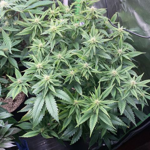 Tangerine Dream Clon #1 by KilliczGe growlog timeline photo