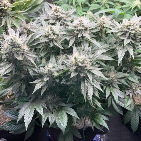 Big Bud by KilliczGe growlog timeline photo