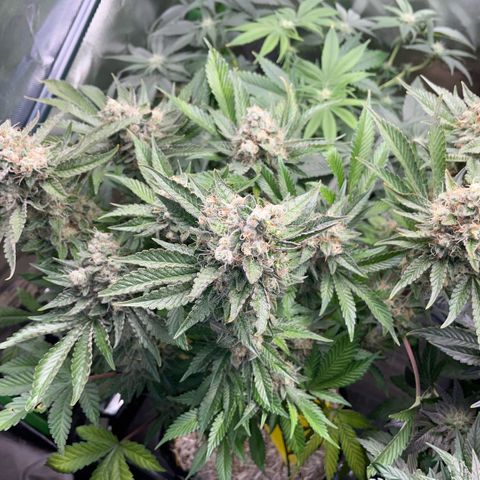 Purple Zkittlez #2 by KilliczGe growlog timeline photo