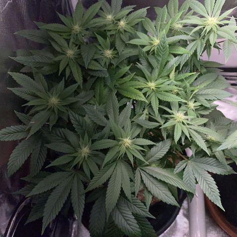 Big Bud 1 Klon 1 by KilliczGe growlog timeline photo