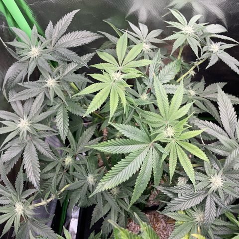 Dante’s Inferno - Mile High Dave by KilliczGe growlog timeline photo