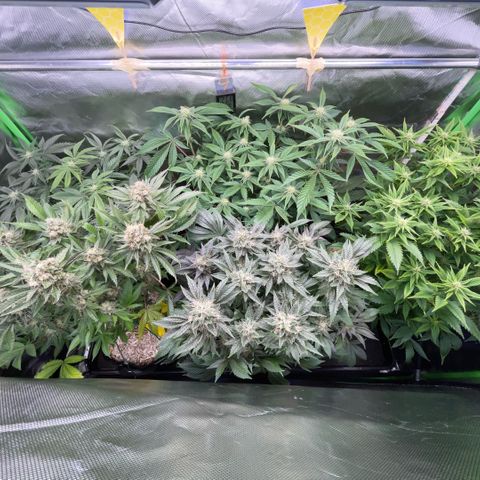 Purple Zkittlez #2 by KilliczGe growlog timeline photo