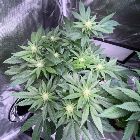 Big Bud 1 Klon 1 by KilliczGe growlog timeline photo