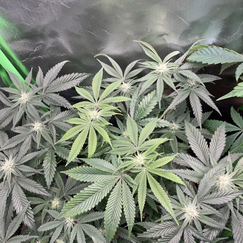 Dante’s Inferno - Mile High Dave by KilliczGe growlog timeline photo