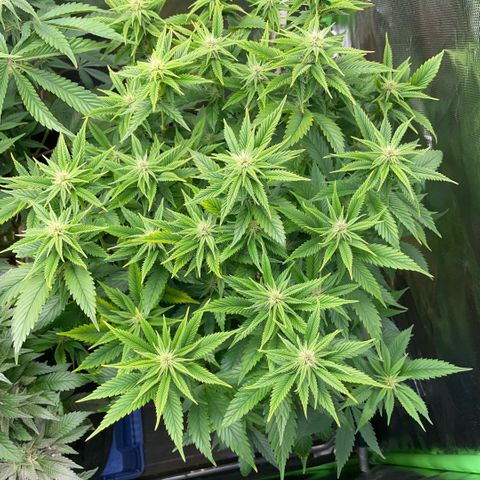 Tangerine Dream Clon #1 by KilliczGe growlog timeline photo