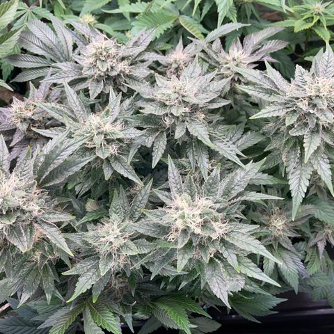 Big Bud by KilliczGe growlog timeline photo